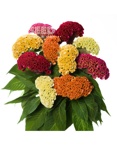 Célosie crête-de-coq Act mix