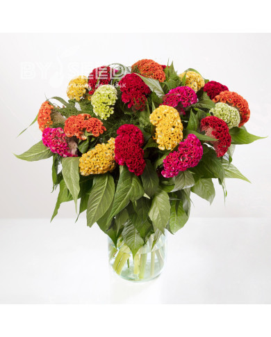 Célosie crête-de-coq Act mix