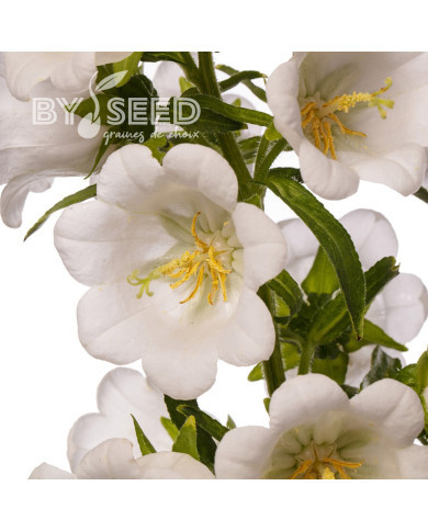 Campanule medium F1 Big Ben White Imp. (graines enrobées)