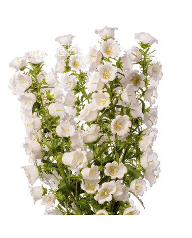Campanule medium F1 Big Ben White Imp. (graines enrobées)
