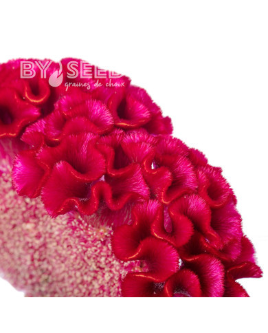 Célosie crête-de-coq Act Dara (velvet)