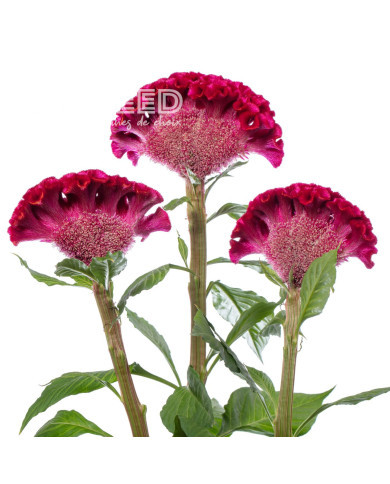 Célosie crête-de-coq Act Dara (velvet)