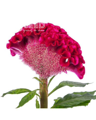 Célosie crête-de-coq Act Dara (velvet)