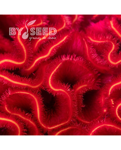 Célosie crête-de-coq Act Dara (velvet)