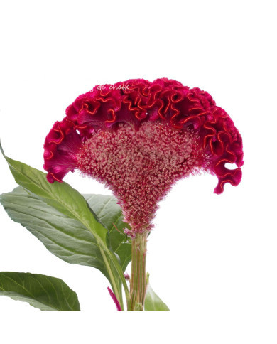 Célosie crête-de-coq Act Dara (velvet)