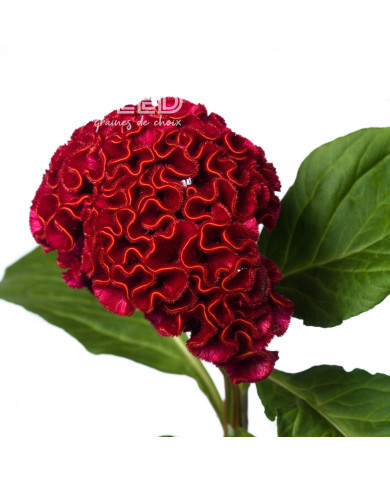 Célosie crête-de-coq Act Dara (velvet)