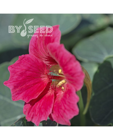 Capucine naine Baby Rose