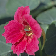 Capucine naine Baby Rose