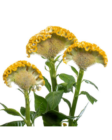Célosie crête-de-coq Act Inca (yellow)