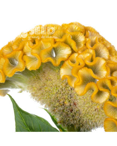 Célosie crête-de-coq Act Inca (yellow)