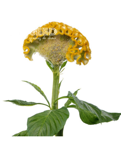 Célosie crête-de-coq Act Inca (yellow)