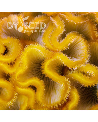 Célosie crête-de-coq Act Inca (yellow)