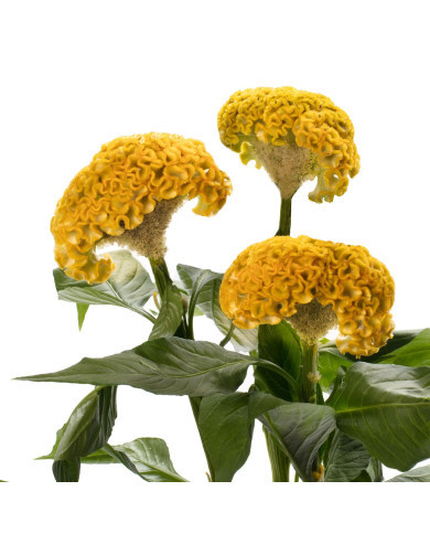 Célosie crête-de-coq Act Inca (yellow)