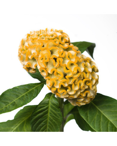 Célosie crête-de-coq Act Inca (yellow)