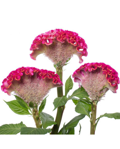 Célosie crête-de-coq Act Rima (rose)