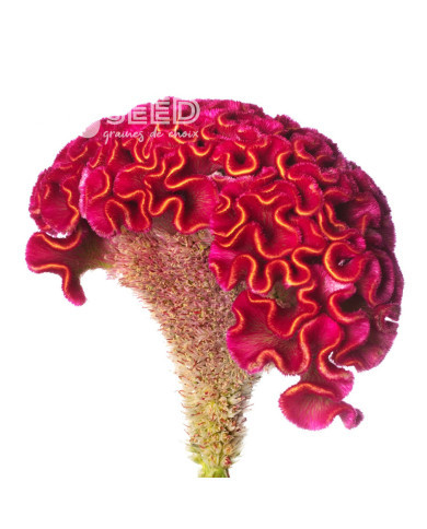 Célosie crête-de-coq Act Rima (rose)