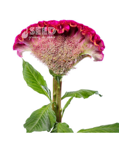 Célosie crête-de-coq Act Rima (rose)