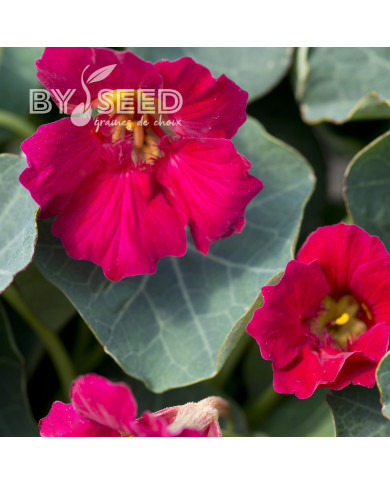 Capucine naine Baby Rose