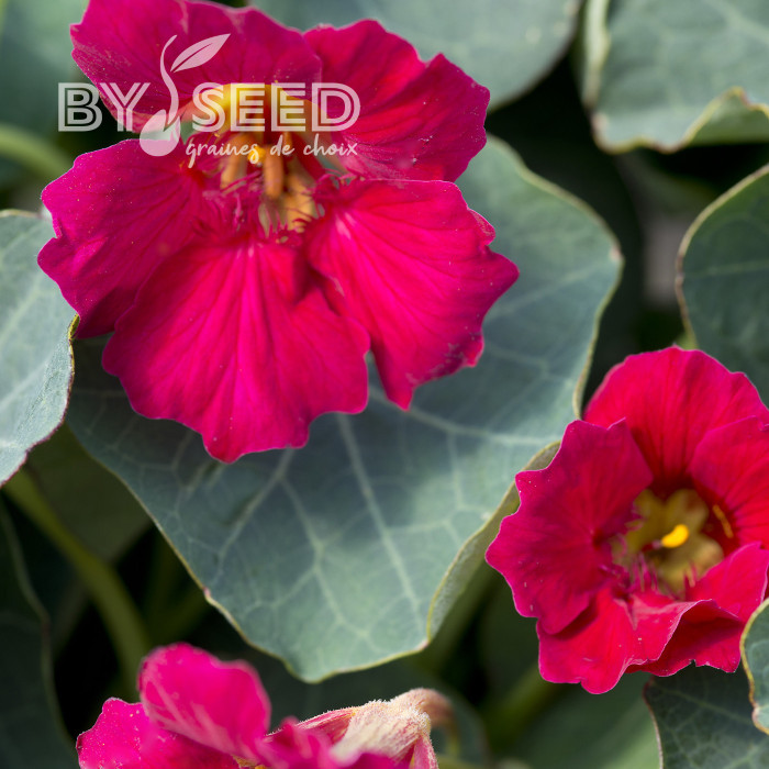 Capucine naine Baby Rose