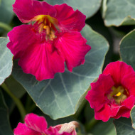 Capucine naine Baby Rose