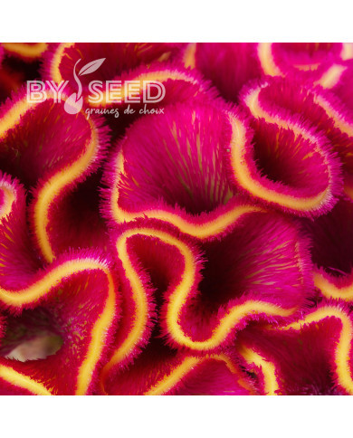 Célosie crête-de-coq Act Rima (rose)