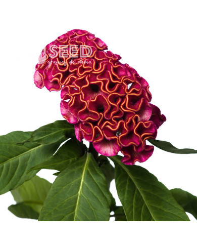 Célosie crête-de-coq Act Rima (rose)