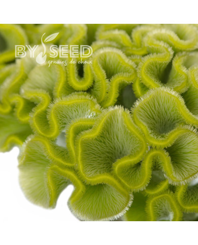 Célosie crête-de-coq Act Verda (green)