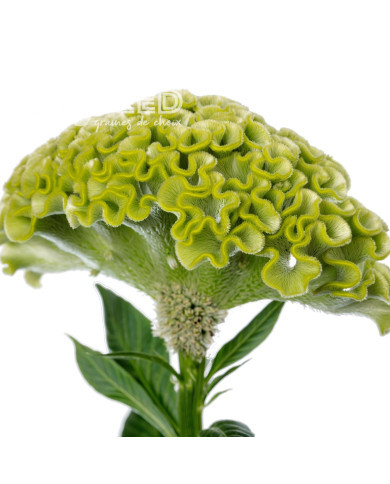 Célosie crête-de-coq Act Verda (green)