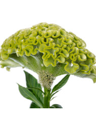 Célosie crête-de-coq Act Zara (orange)