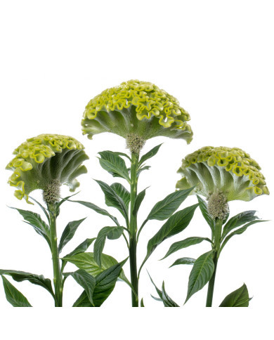 Célosie crête-de-coq Act Verda (green)