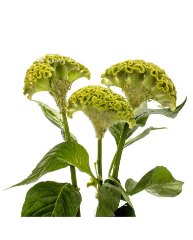Célosie crête-de-coq Act Verda (green)