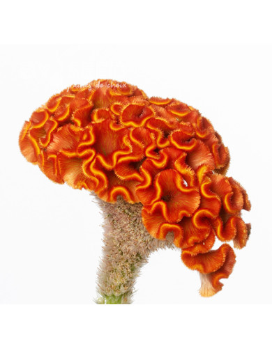 Célosie crête-de-coq Act Zara (orange)