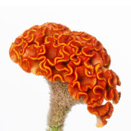 Célosie crête-de-coq Act Zara (orange)