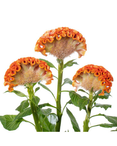Célosie crête-de-coq Act Zara (orange)