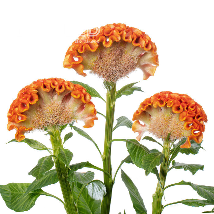 Célosie crête-de-coq Act Zara (orange)