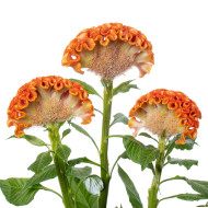 Célosie crête-de-coq Act Zara (orange)