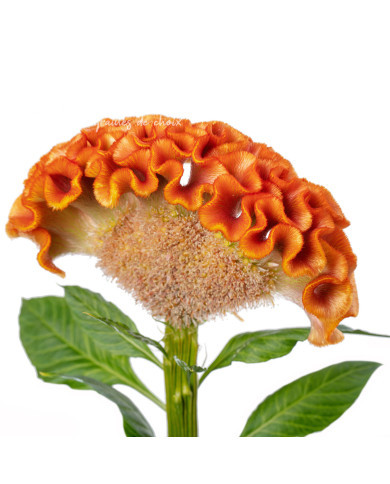 Célosie crête-de-coq Act Zara (orange)