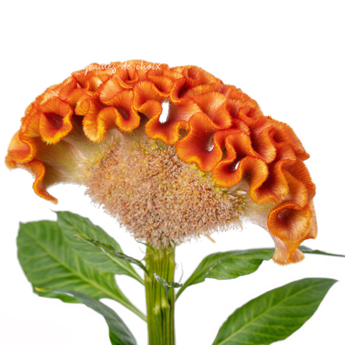 Célosie crête-de-coq Act Zara (orange)