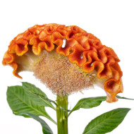 Célosie crête-de-coq Act Zara (orange)