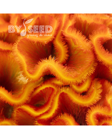Célosie crête-de-coq Act Zara (orange)