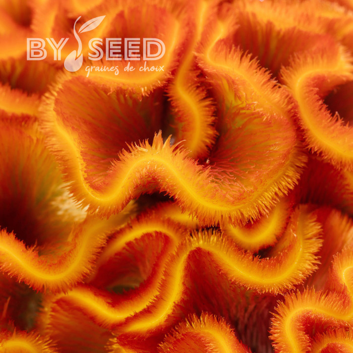 Célosie crête-de-coq Act Zara (orange)
