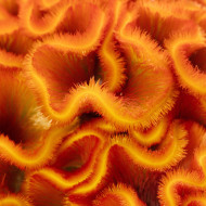 Célosie crête-de-coq Act Zara (orange)