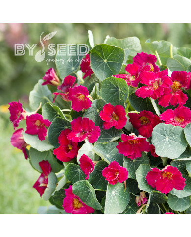 Capucine naine Baby Rose