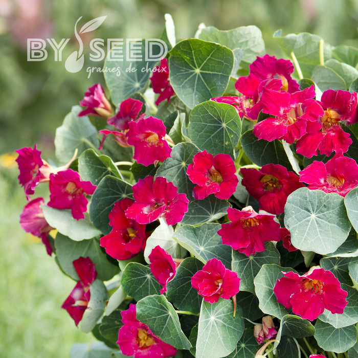 Capucine naine Baby Rose