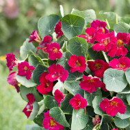 Capucine naine Baby Rose