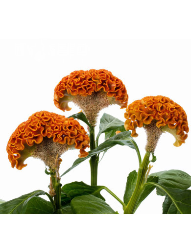 Célosie crête-de-coq Act Zara (orange)