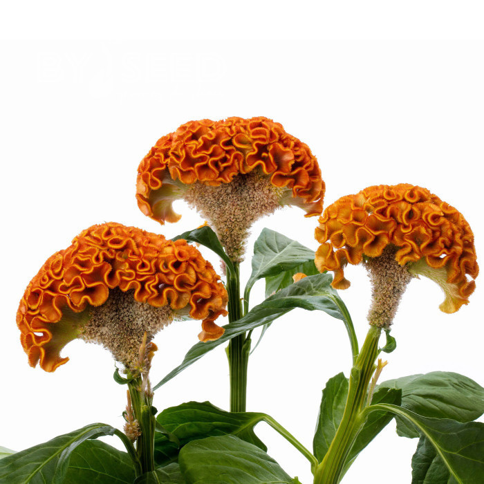 Célosie crête-de-coq Act Zara (orange)