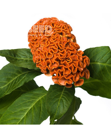 Célosie crête-de-coq Act Zara (orange)