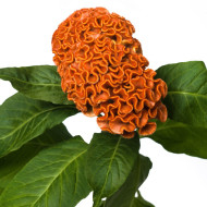 Célosie crête-de-coq Act Zara (orange)