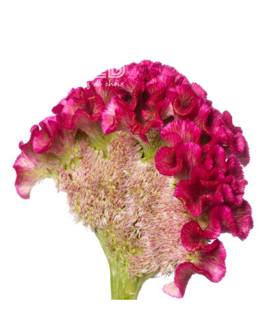 Célosie crête-de-coq Bar Bora (purple)